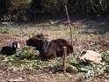 Nepal February March 2007 060